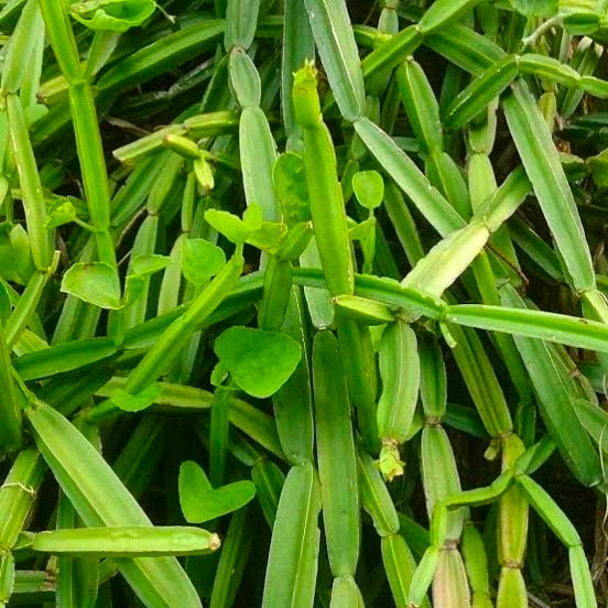 Pirandai Pickle
